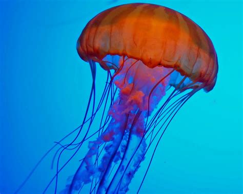 Free Images Online Sea Creatures