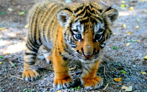Cute Baby Tiger Wallpaper Images
