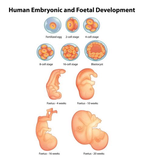 Fetal Development Week By Week The Simplified Guide