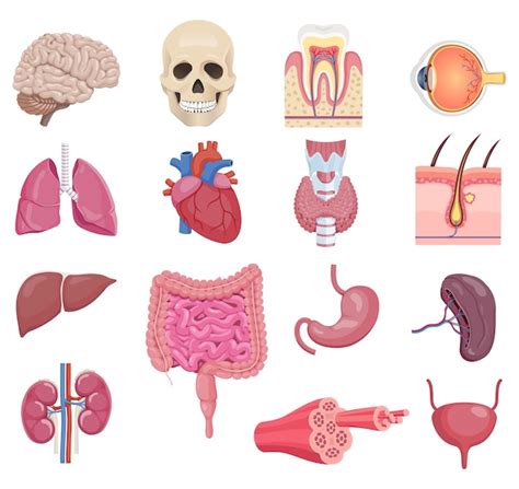 dibujos animados de anatomia del cuerpo humano organos internos images