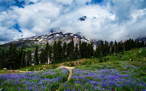 Mount Rainier Meadow Flowers Wallpaper Wallpapersafari