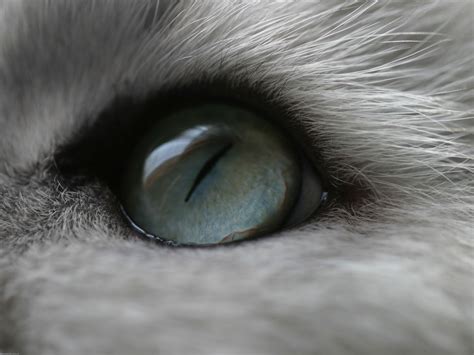 Wallpaper White Cat Monochrome Eyes Hair Fur Nose Whiskers