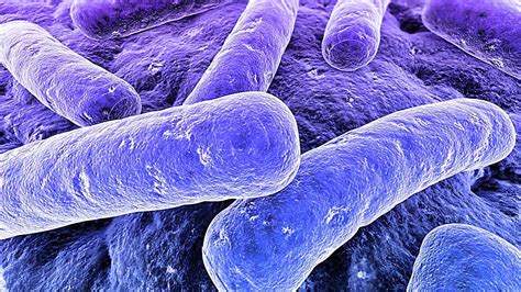 Las Bacterias Gram Positivas