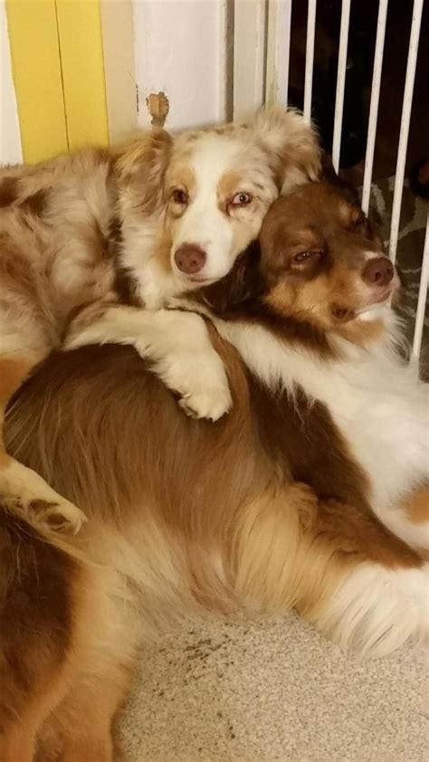 Best Buds Cute Cats And Dogs Aussie Dogs Aussie Puppies