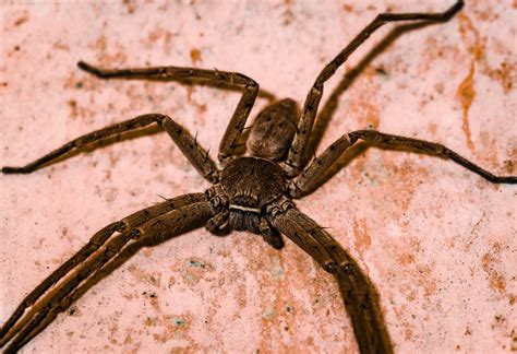 Giant Huntsman Spider The Largest Spider By Leg Span Live Science