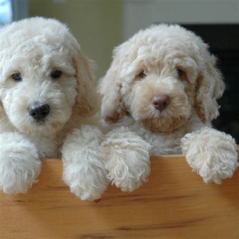 How much does it cost? 11 best Labradoodles - Labrador cross Poodle images on ...