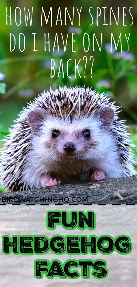 17 Fun Facts About Hedgehogs 2021 Bird Watching Hq