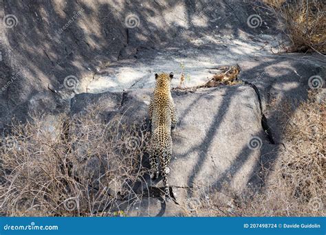 Leopard On Rock Serengeti National Park Tanzania Africa Stock Photo