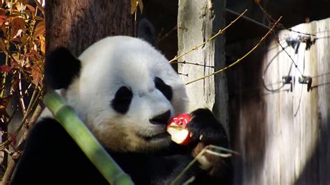 Giant Panda Bao Bao Eating Apple Youtube