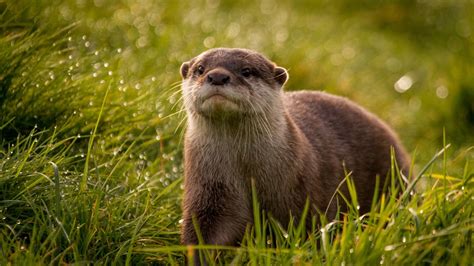 Otter Image Id 309670 Image Abyss