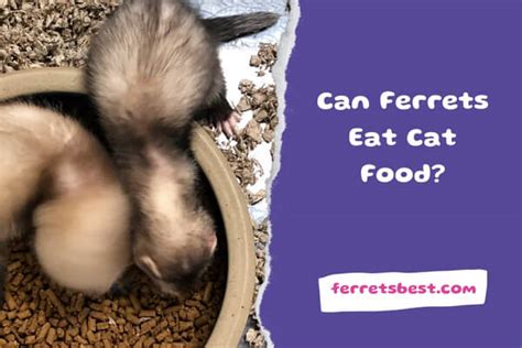 Can Ferrets Eat Cat Food Ferrets Best