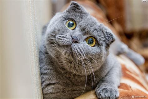 Кошки британец вислоухий фото Британский вислоухий кот фото описание породы
