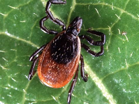 Deer Tick Can Carry Lyme Disease Powassan Virus Babesiosis And More