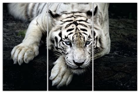 3 Panel Photo Of A White Tiger Print On A Canvas Stretched Etsy