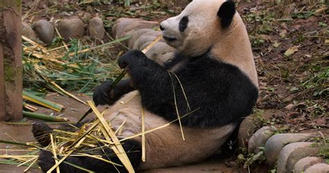 Panda Bear Eating Bamboo On The Ground Image Free Stock Photo
