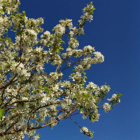 White Crabapple In Bloom Picture Free Photograph Photos Public Domain
