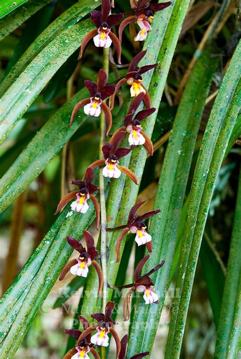 Native Rainforest Orchid Kelvin Marshall Nature