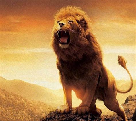 ReflexÃo Do Dia Parábola A Historia Dos 3 Leões