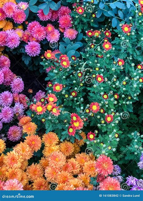 Colorful Fall Mum Flowers In Garden Stock Photo Image Of Flower