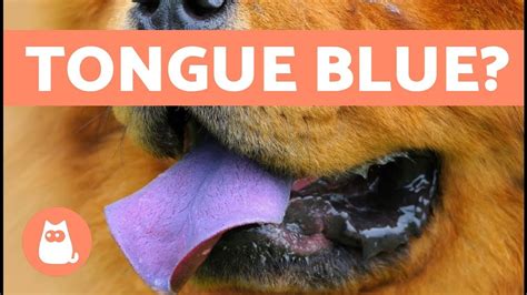 Dogs With Blue Tongues Why Is The Chow Chows Tongue Blue Thông
