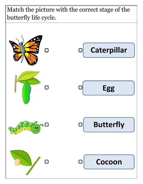 Https://tommynaija.com/worksheet/life Cycle Of A Butterfly Worksheet Pdf