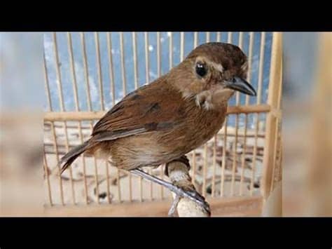 Suaradecu,#kacermini,#decu_gacor, video suara burung decu,sangat ampuh untuk memancing burung berikut video terapi/pancingan untuk burung decu wulung atau biasa disebut kacer mini. burung kicau duet pelanduk semak | Doovi