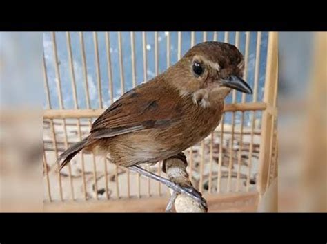Kicauan burung decu gacor mantap untuk masteran dan pancingan burung decu muda. Burung Decu Wulung / TERBARU! Daftar Harga Burung Decu ...