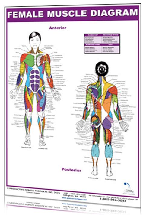 Diagram Of Muscles In Body Female Muscle Diagram And Definitions Images
