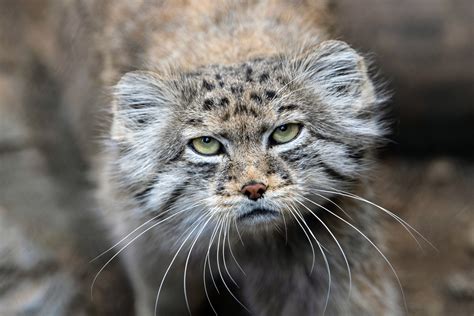 Pallas Cats Discovered On The Worlds Highest Mountain