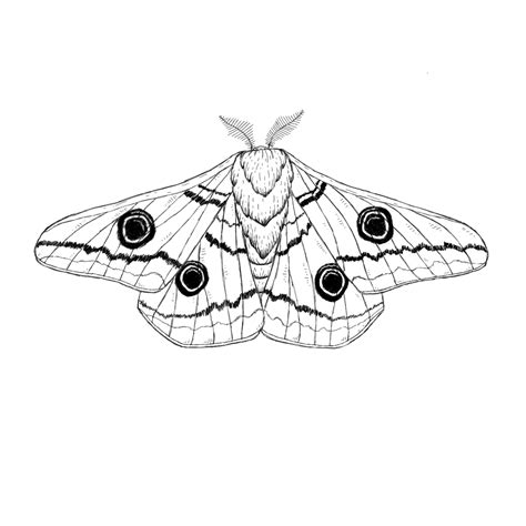 Moth Coloring Silkmoth Silk Pages Printable Color Drawing Drawings