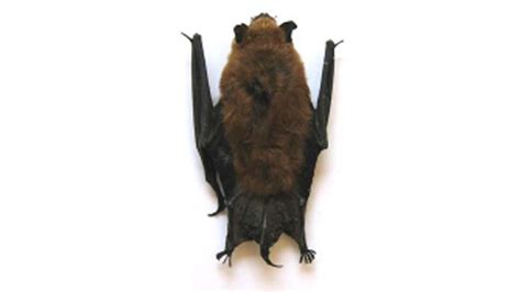Bat With Rabies Found In Azusa Abc7 Los Angeles
