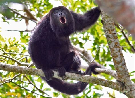 En Peligro De Extinción El Mono Aullador Fue Declarado Monumento