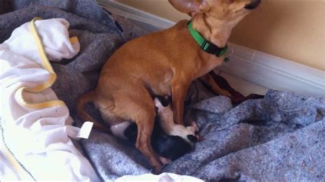 Our Chihuahua Deer Head Mimi Giving Birth To 4 Puppies Chihuahua