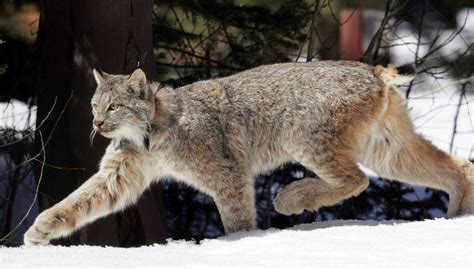 Trump Administration Is Taking Steps To Remove A Threatened Lynx From