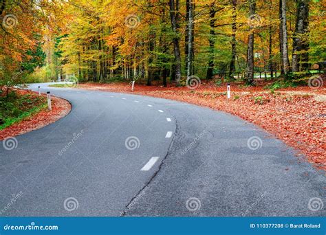 Winding Forest Road In Beautiful Autumn Colors Near Bohinj Lake Stock