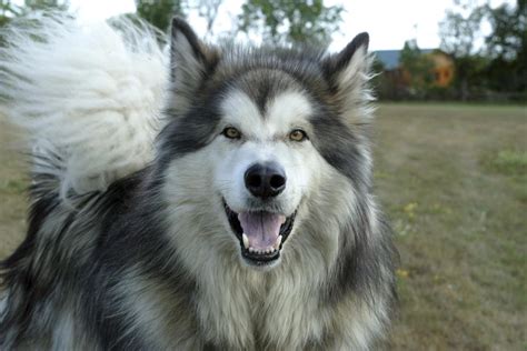 Incredible Facts About Alaskan Malamutes You Wont Want To