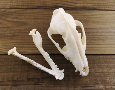 Raccoon Dog Skull In 2020 Dog Skull Taxidermy Dog Raccoon Dog