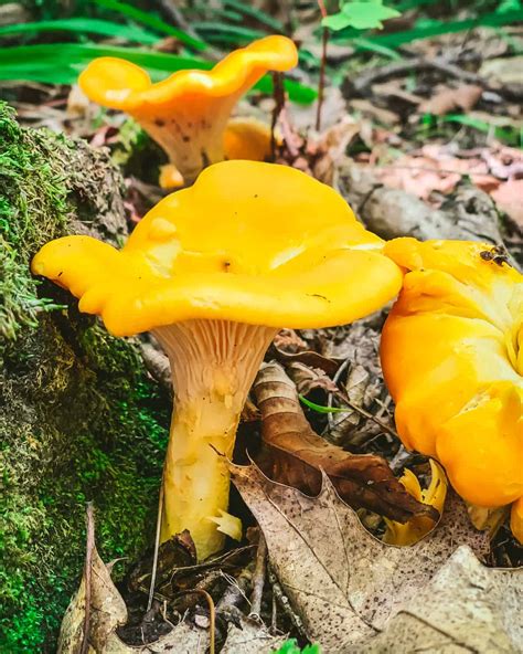 Foraging Chanterelle Mushrooms Identification And Look Alikes