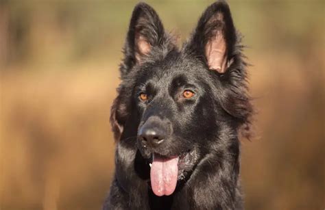 Black German Shepherd Whats The Difference Perfect Dog Breeds 2023