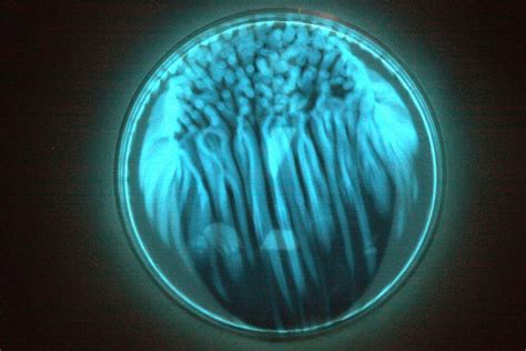 Bioluminescent Bacteria Exploring The Invisible Bacteria