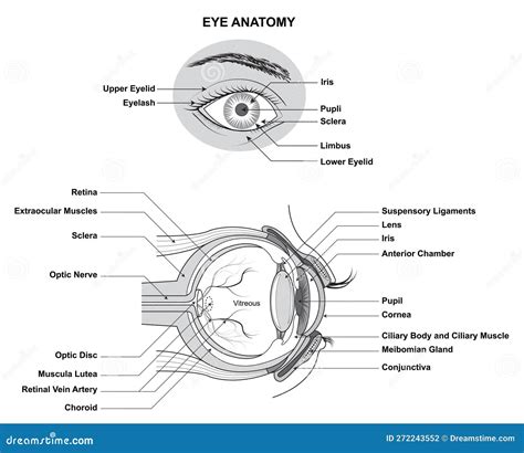 Anatomia Oculare Anatomia Dellocchio Umano Struttura E Funzione Dell