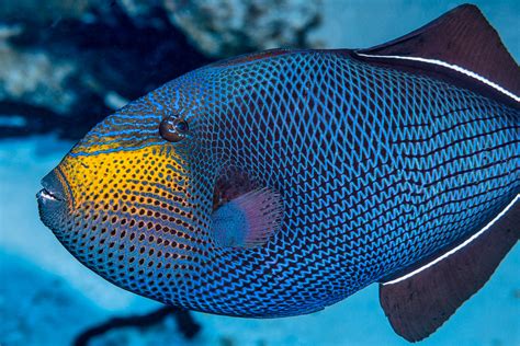 Black Triggerfish Melichthys Niger A Photo On Flickriver