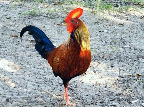 Sri Lankan Junglefowl Birds Flying Beautiful Birds Colorful Birds