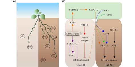 Role Of Nitrogen Sensing And Its Integrative Signaling Pathways In