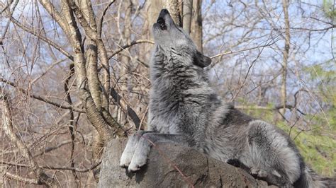 When Fifty Wolves Howl Wolf Conservation Center Wolf Photos Animal S