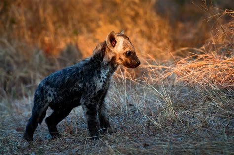 Spotted Hyenas Inherit Social Status From Their Mother Animal
