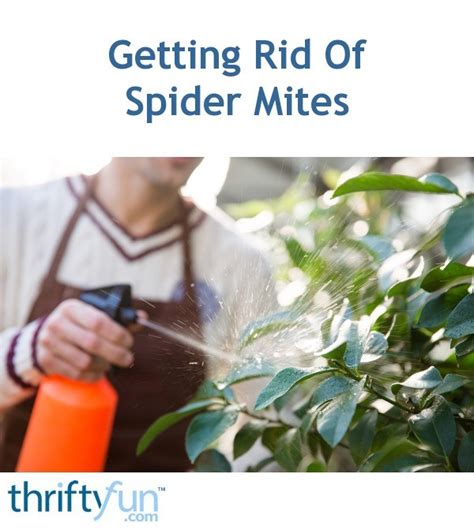 Getting Rid Of Spider Mites Thriftyfun
