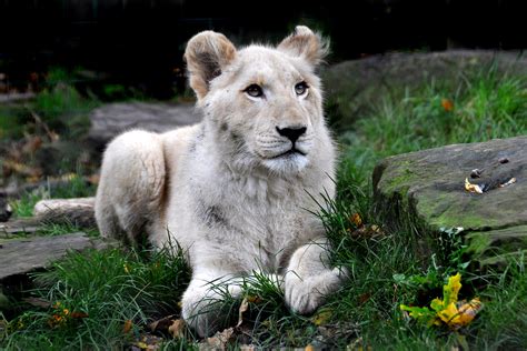 White Lion Cub 9 Months Old Nigel Hopes Flickr