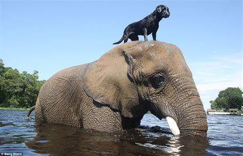 Dog And Elephant Playmates Bond At The Myrtle Beach Safari Video