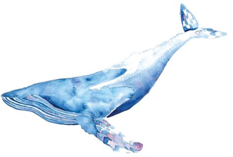Blue Whale Clip Art Whale Png Download 19201025 Free Transparent